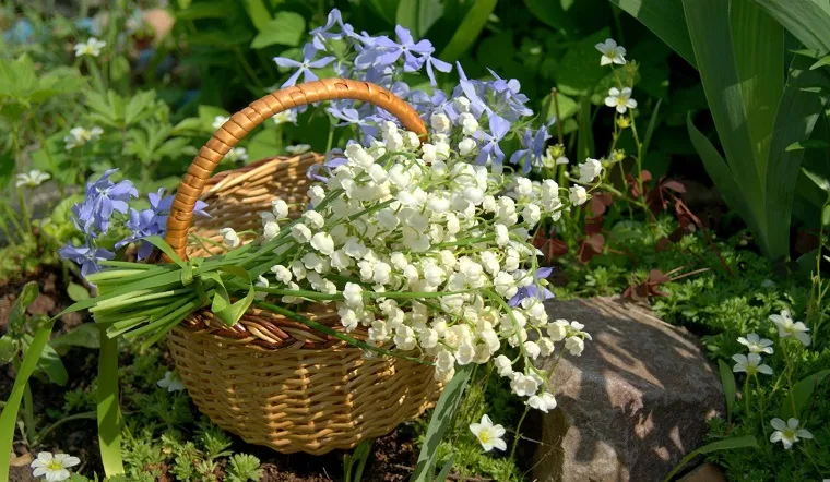 Hoa chuông trắng được trồng và trưng bày để thu hút năng lượng tích cực và tạo ra một không gian sống cân bằng và hài hòa.