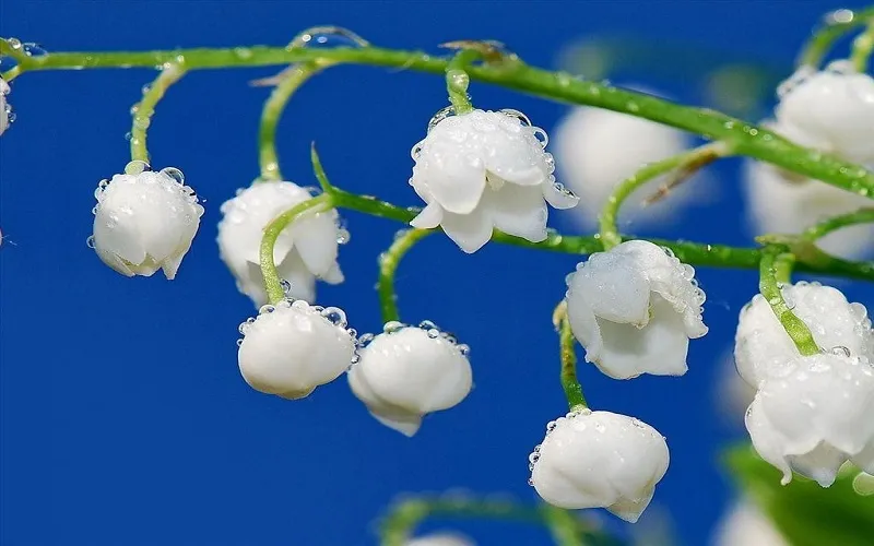 Sự thuần khiết và thanh tao: Với vẻ đẹp tinh khôi và màu sắc dịu dàng, hoa linh lan thường tượng trưng cho sự thuần khiết, thanh tao và tinh tế trong tâm hồn con người.