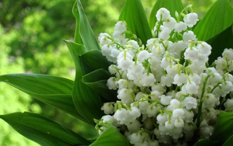 Một không gian sống được trang trí với hoa linh lan có thể tạo ra một môi trường làm việc tích cực, tăng cường sự tập trung và sáng tạo. Màu sắc và hình dáng đẹp mắt của hoa linh lan có thể kích thích trí óc và tạo ra cảm giác hứng khởi.