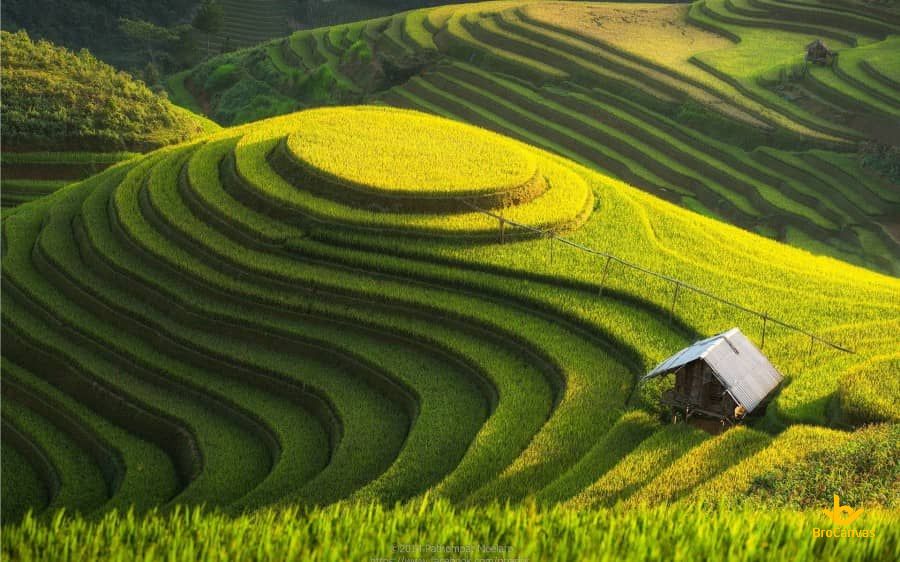 Ảnh Phong Cảnh Ngôi Nhà Nhỏ Trên Ruộng Bậc Thang