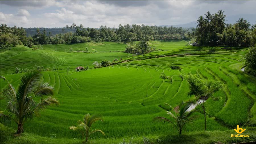 ảnh Phong Cảnh Ruộng Bậc Thang