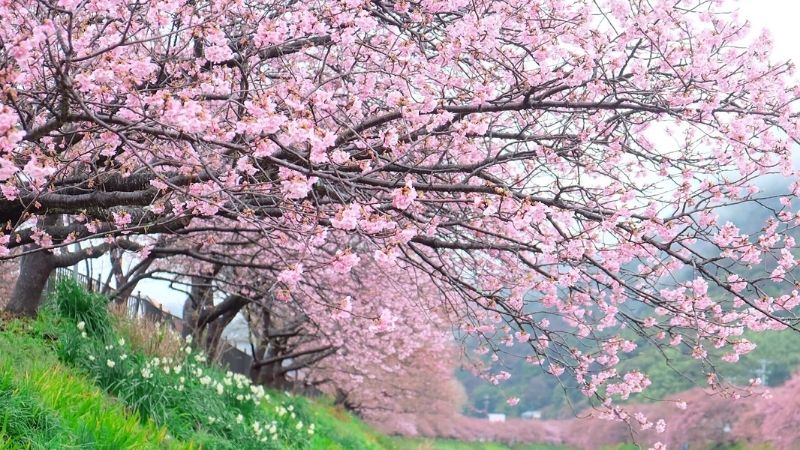 hinh-mau-hong-1