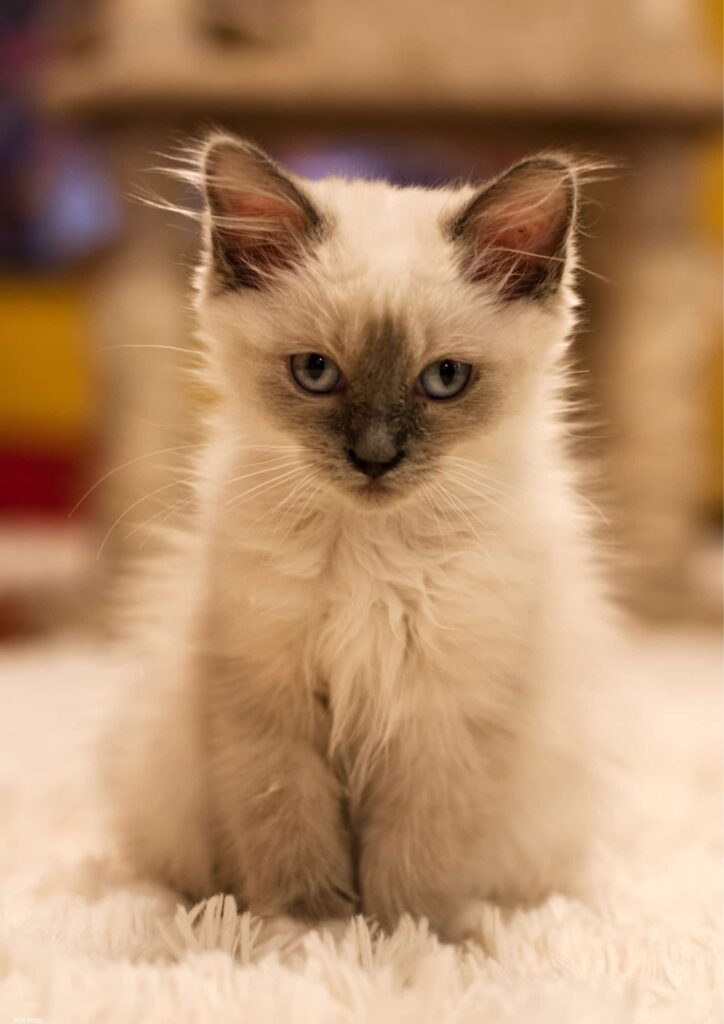 hình con mèo cute