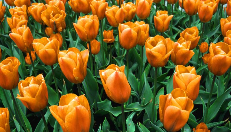 Hình nền máy tính hoa tulip đẹp