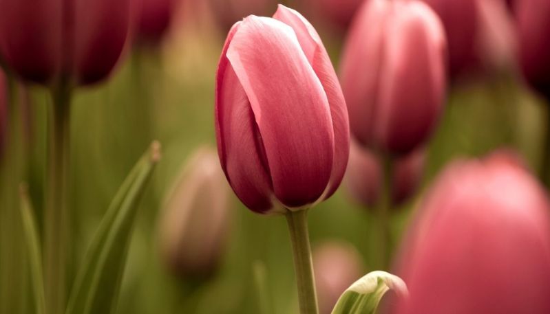 Hình nền máy tính hoa tulip hồng