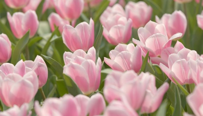 Hình nền máy tính hoa tulip lãng mạn