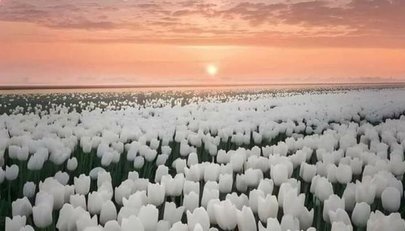 Hình nền máy tính hoa tulip màu đa sắc