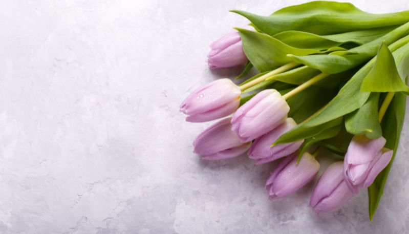 Hình nền máy tính hoa tulip màu sắc