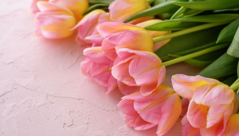 Hình nền máy tính hoa tulip mùa xuân