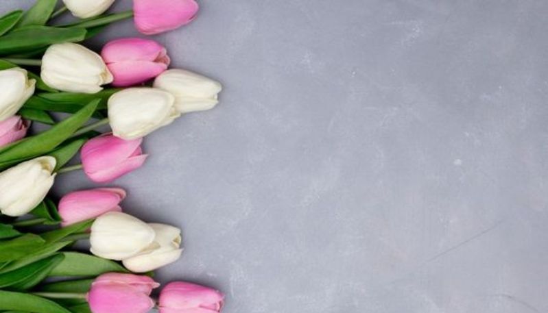 Hình nền máy tính hoa tulip nền pastel