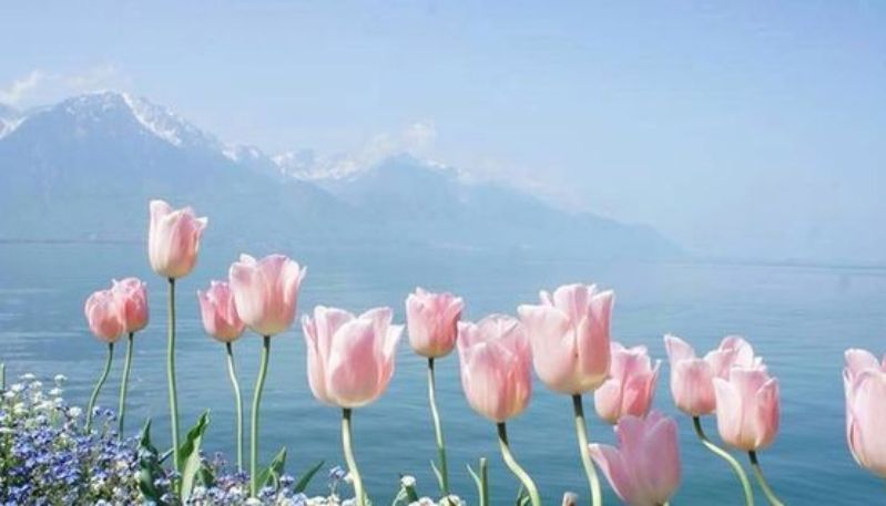 Hình nền máy tính hoa tulip nở