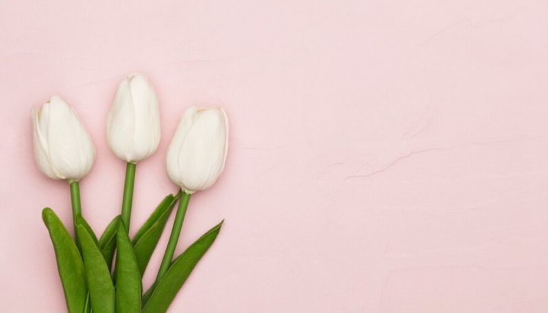 Hình nền máy tính hoa tulip trắng