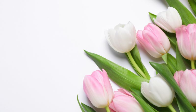 Hình nền máy tính hoa tulip vintage