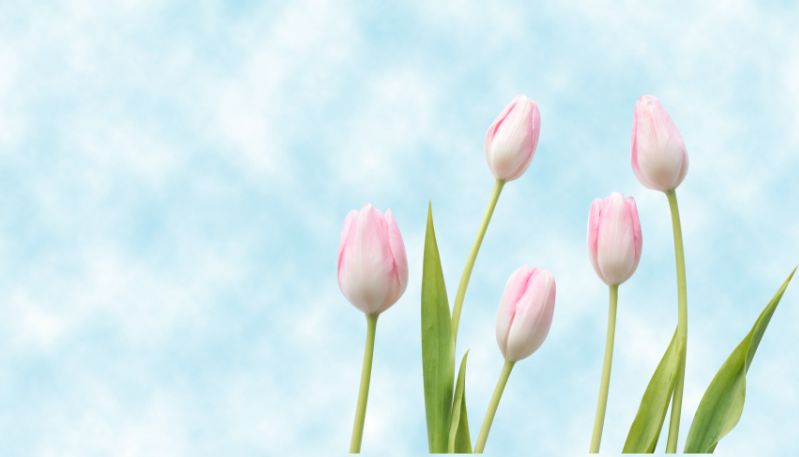 Hình nền máy tính hoa tulip