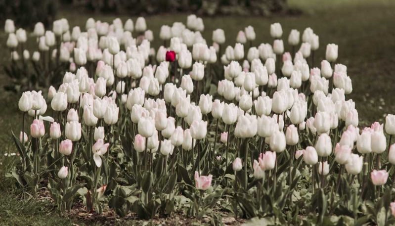 Tulip wallpaper