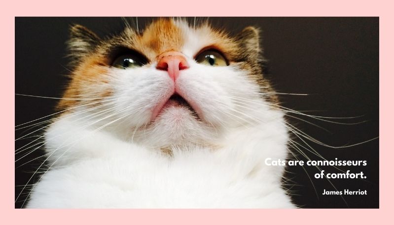 Cute desktop background