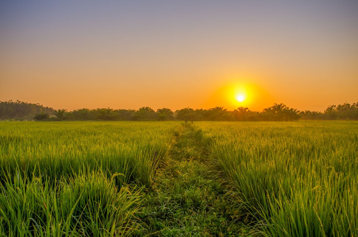 Ảnh đồng quê chill buổi sáng sớm với ruộng lúa mờ sương
