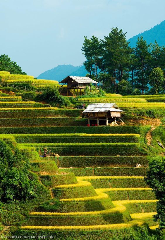 Ảnh đồng quê với ruộng bậc thang mùa lúa chín vàng rực