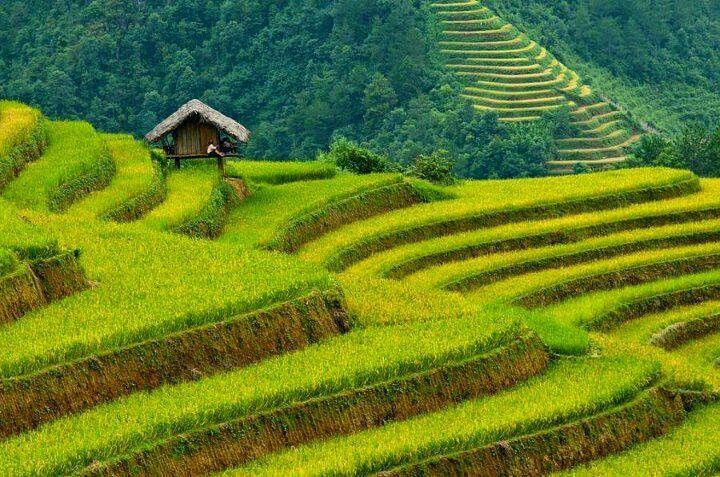 Hình nền quê hương việt nam là ruộng bậc thang mùa nước đổ