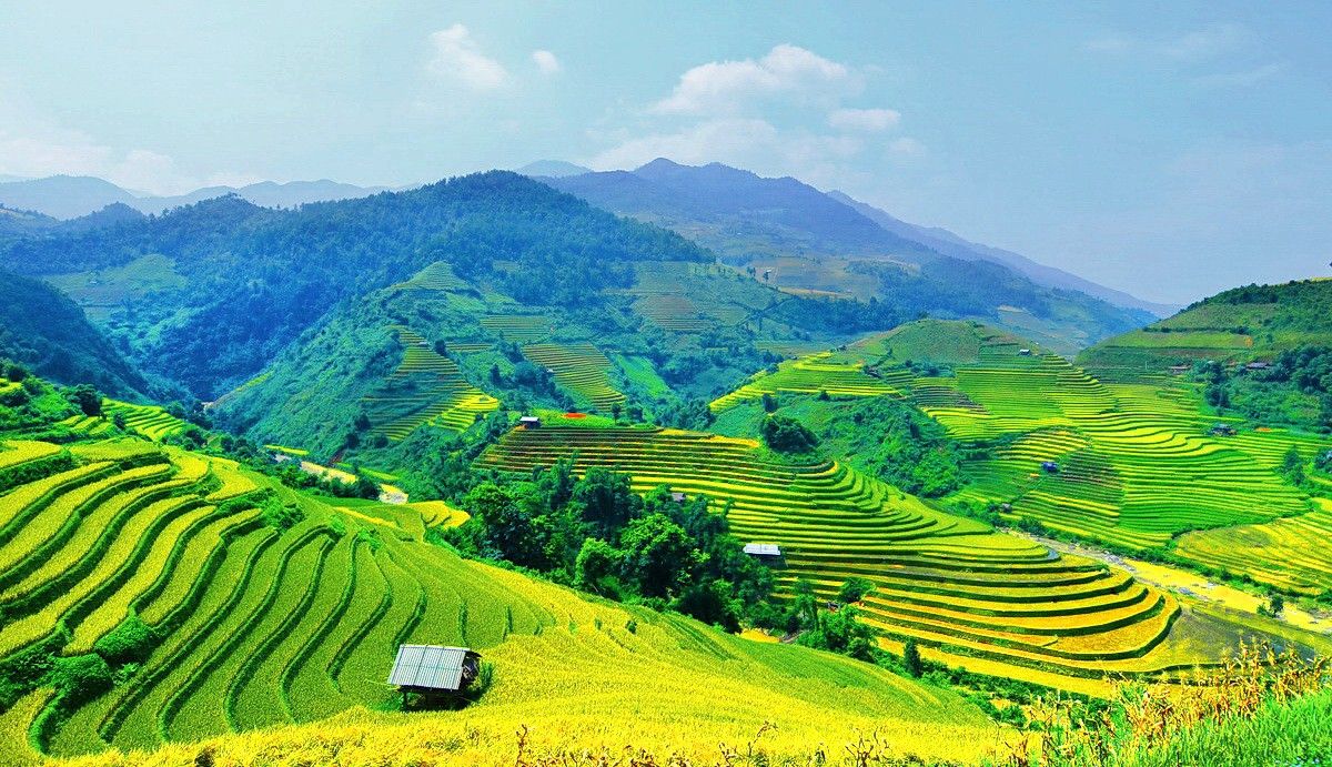 Cảnh đồng quê rực rỡ khi lúa chín phủ kín bậc thang