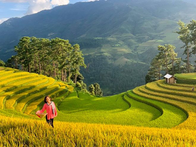 Hình nền quê hương việt nam nổi bật với ruộng bậc thang mùa gặt