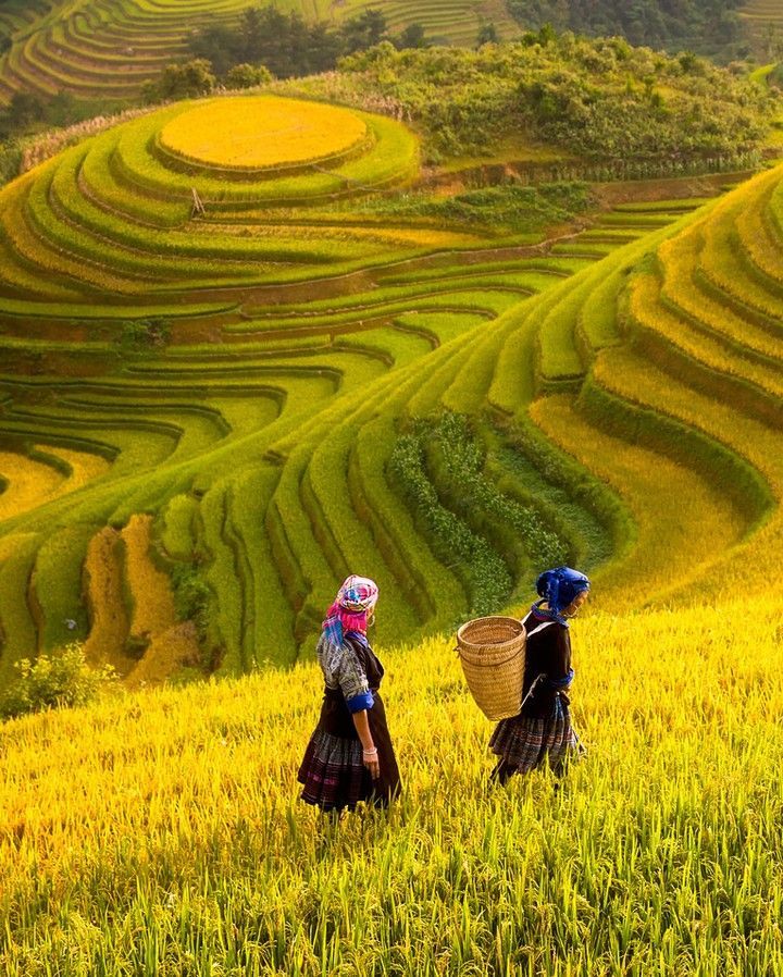 Ảnh đồng quê chill với ruộng bậc thang xanh non mơn mởn