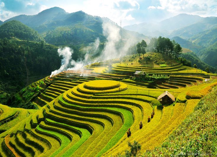 Ảnh đồng quê hiện lên qua từng bậc thang phủ lúa vàng óng