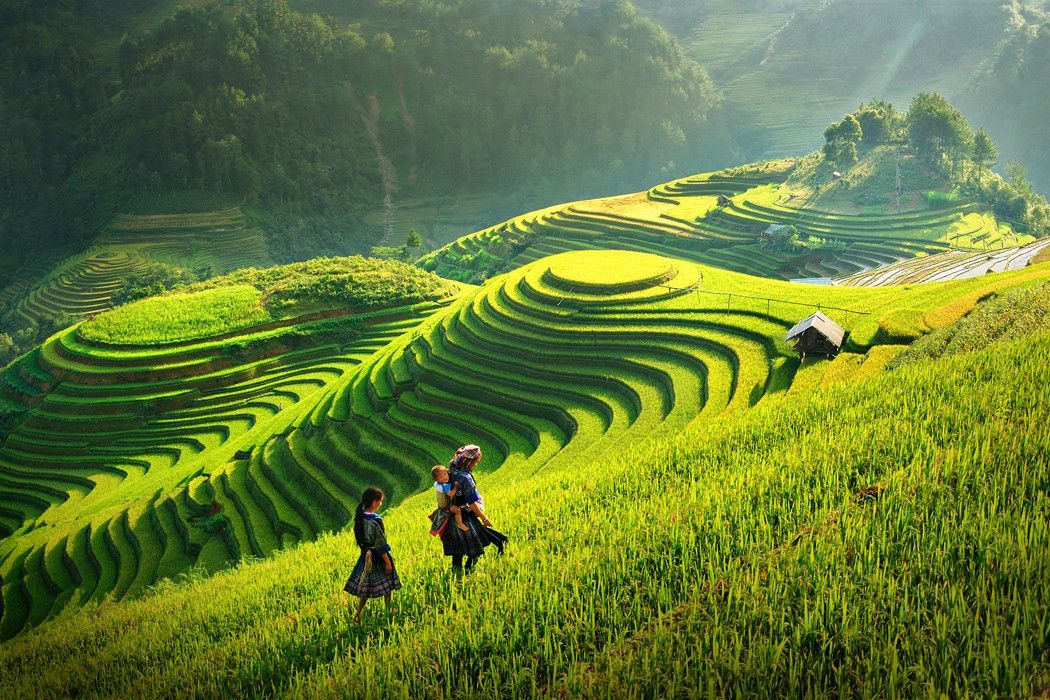 Ảnh đồng quê chill nhìn từ lưng đồi lúa trải dài tầng lớp