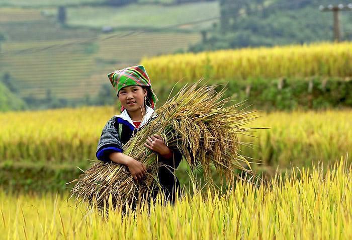 Ảnh đồng quê yên bình với nông dân gặt lúa dưới nắng