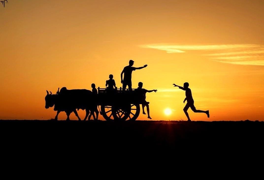 Cảnh quê yên bình khi gió chiều thổi nhẹ qua ruộng