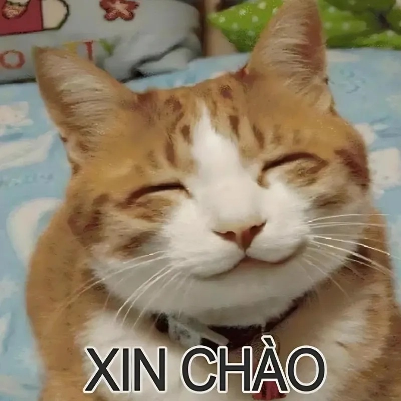 Meme mèo anime thả thính