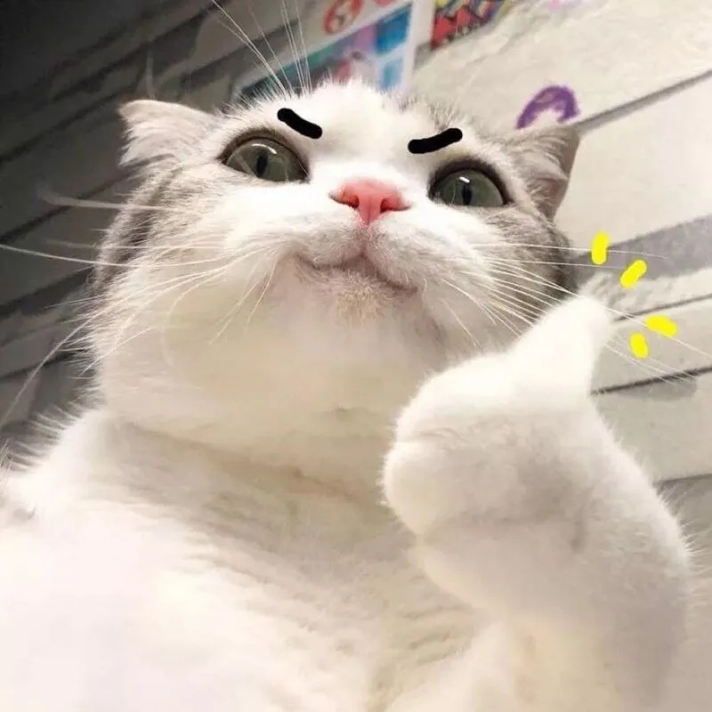Meme mèo anime ngộ nghĩnh