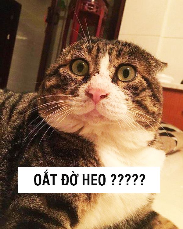 Meme mèo anime vui nhộn