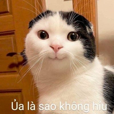 Meme mèo anime hot trend