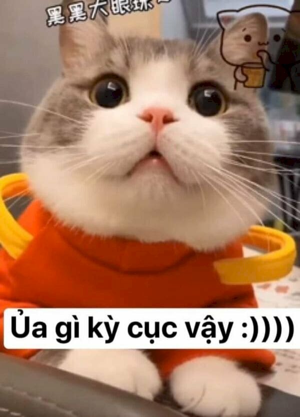 Meme mèo anime kinh điển