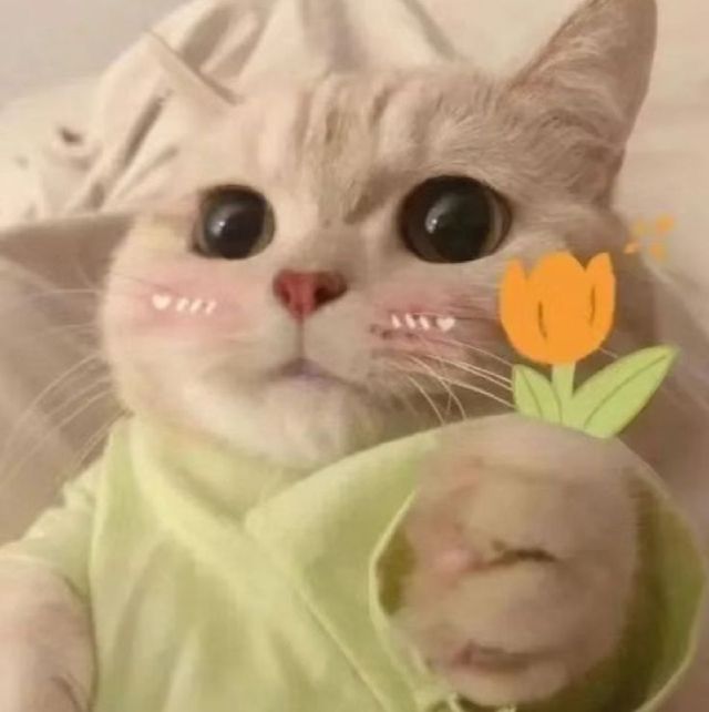 Meme mèo anime funny