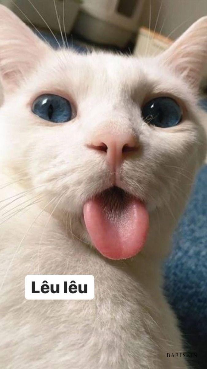Meme mèo anime đáng yêu