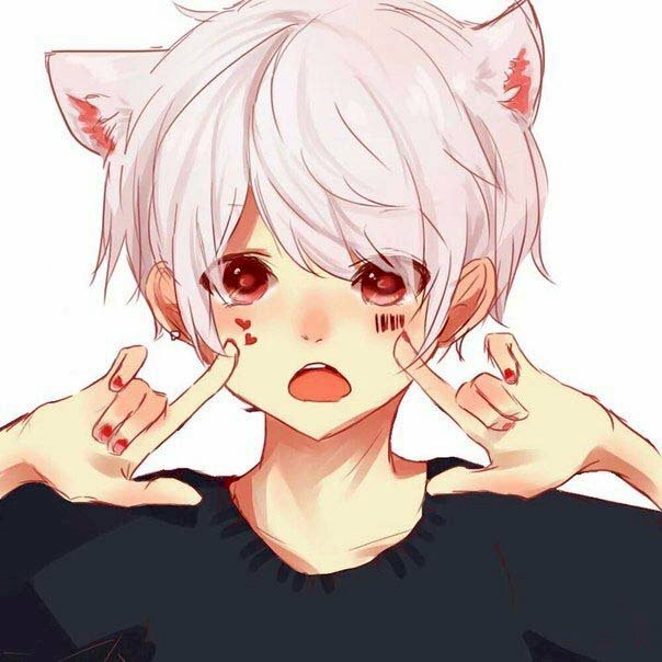 Mèo anime trong Manga
