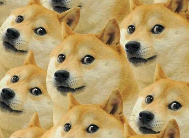 Ảnh meme hài hước về chó chú đang hoang mang.