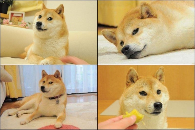 Meme vui nhộn về chú chó.