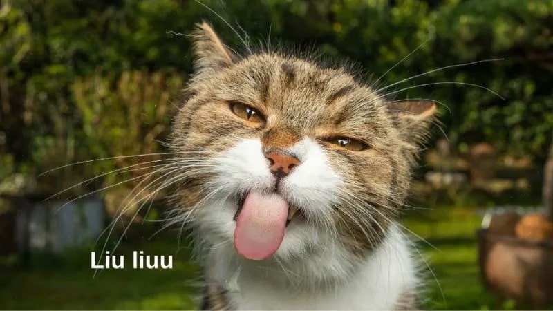 Meme hài bựa về chú mèo biểu cảm lè lưỡi khiến nhiều bạn thích thú.
