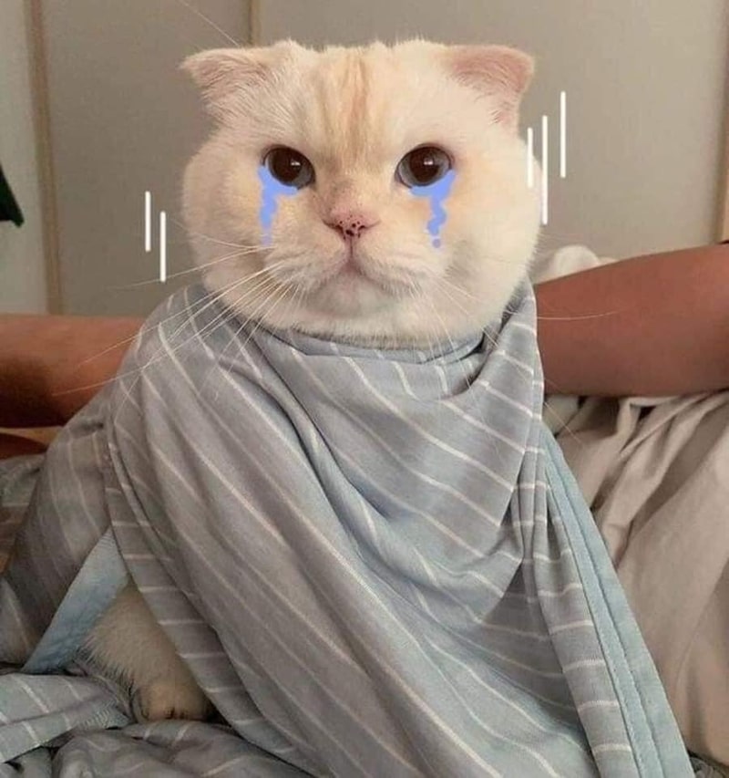 Ảnh meme hài về chú mèo đang khóc vô cùng đáng yêu.
