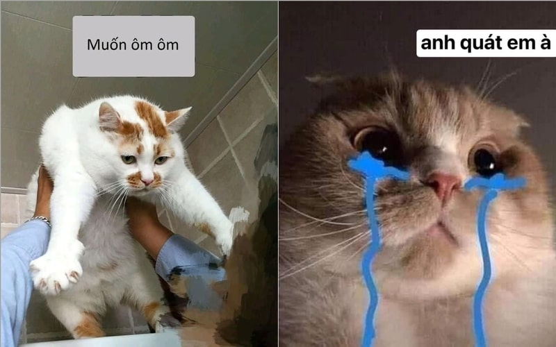 Sử dụng ảnh meme về chú mèo để bày tỏ cảm xúc của bạn.