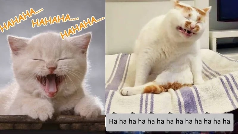 Meme cười