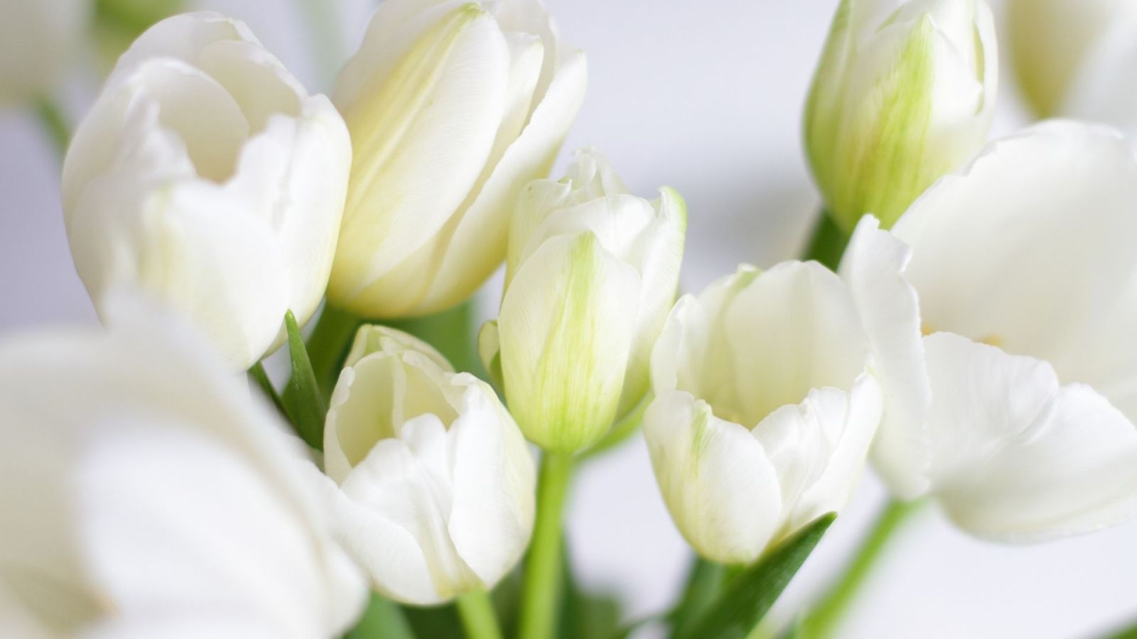 Hình nền máy tính hoa tulip thư giãn