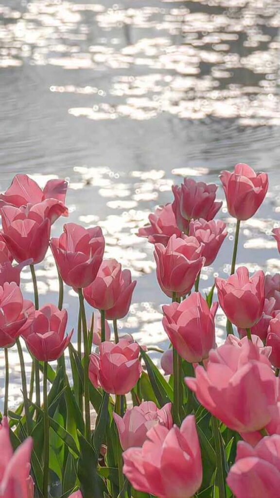2 hinh nen hoa tulip didongviet