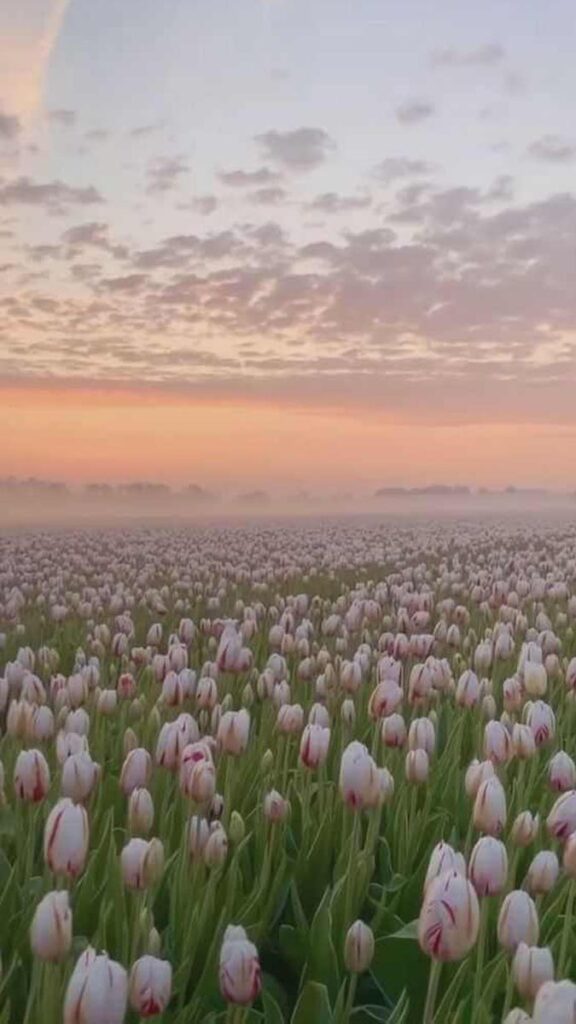 17 hinh nen hoa tulip didongviet