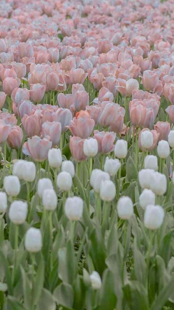 18 hinh nen hoa tulip didongviet
