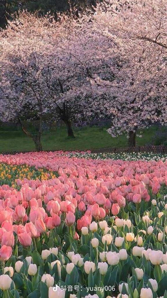 23 hinh nen hoa tulip didongviet