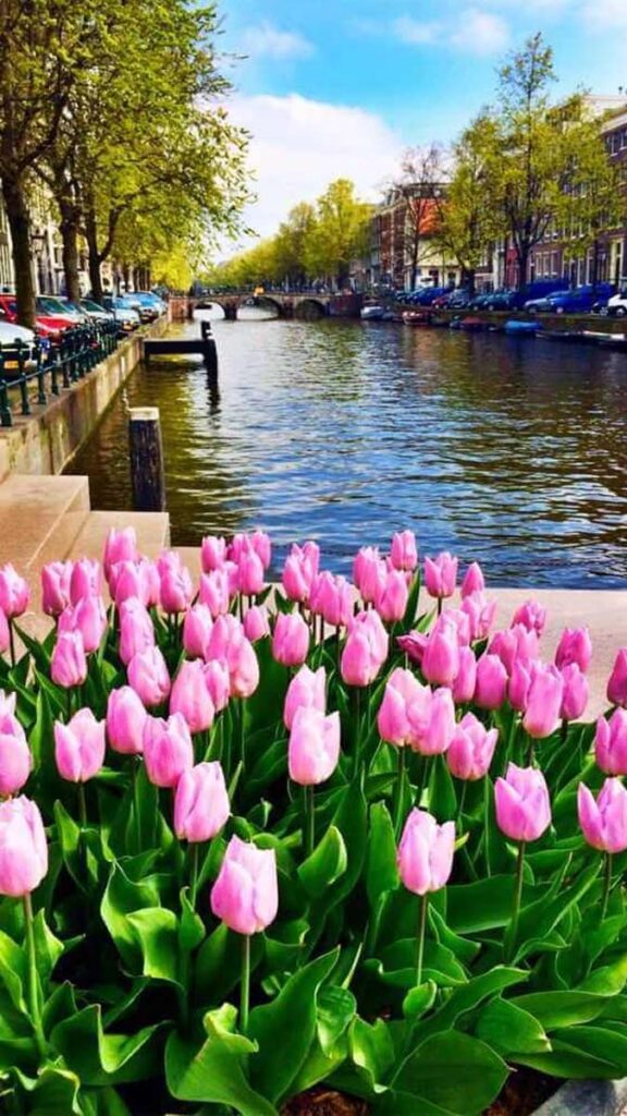 24 hinh nen hoa tulip didongviet